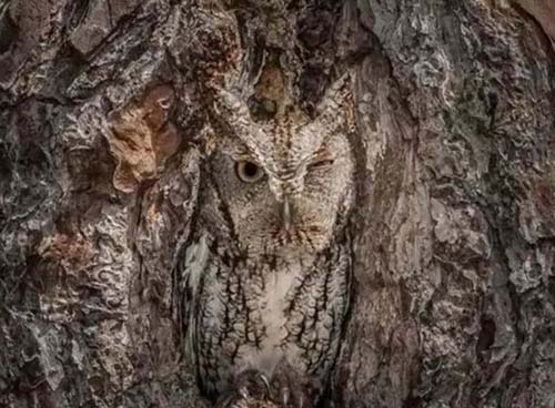 现代战争中伪装和隐身